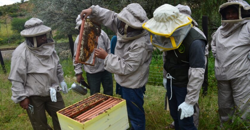 Gobierno inyecta Bs 300 millones para fortalecer la producción apícola en seis departamentos