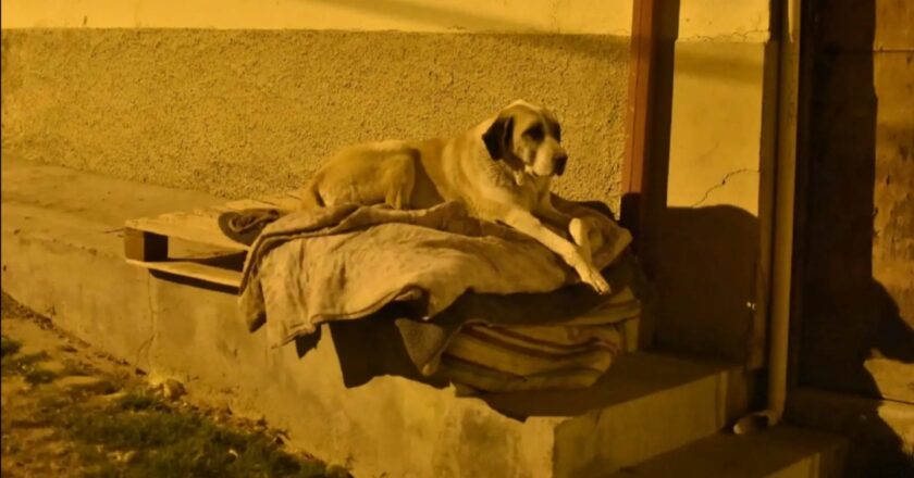 La Alcaldía de La Paz activa operativo de concientización para evitar que las mascotas duerman en las calles