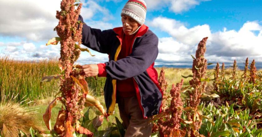 La venta de quinua repunta y su precio se dispara en 48,2%