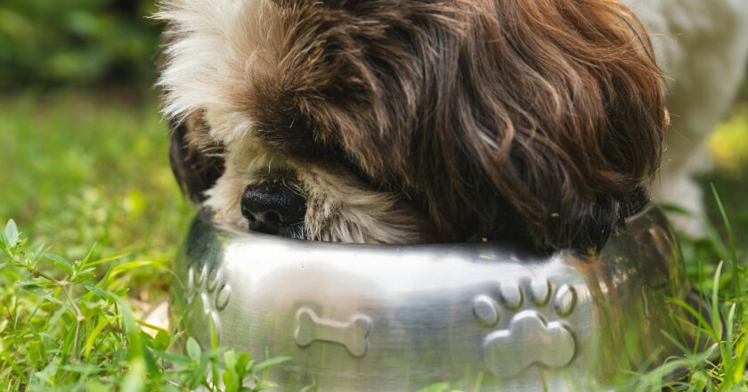 Cuatro consejos para que las mascotas caninas vivan mejor y por más tiempo