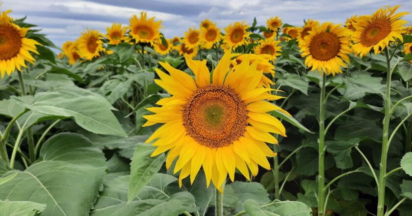 Día Nacional del Girasol, Anapo destaca al cultivo cuyas exportaciones generan divisas importantes para el país