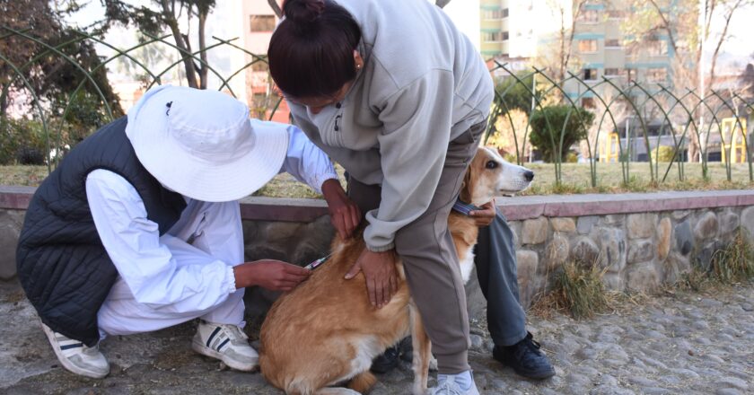 Exitosa campaña antirrábica vacuna a más de un millón de mascotas en Bolivia