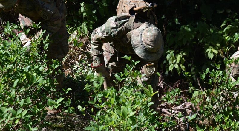 Fuerza de tarea conjunta erradica más de 4,000 hectáreas de coca en el primer semestre