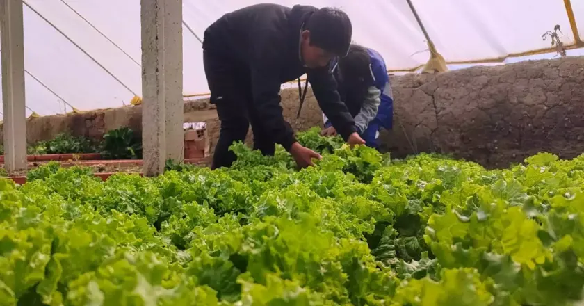 Los huertos urbanos en El Alto aportan a la soberanía alimentaria familiar