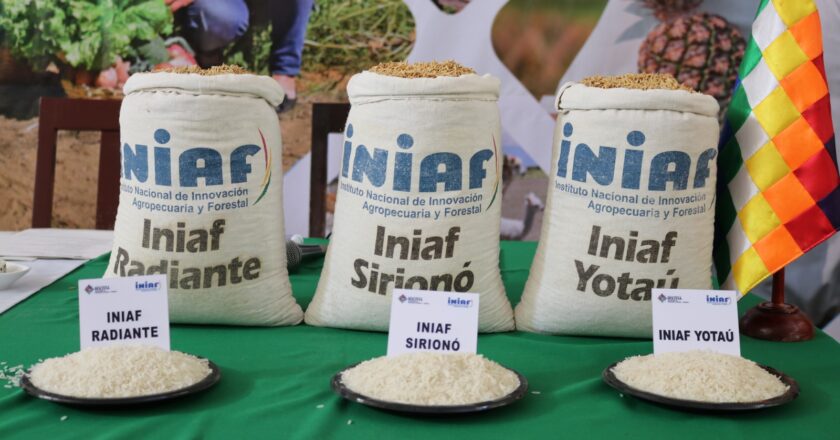 Iniaf libera seis nuevas variedades de arroz de alto rendimiento e insta al agro a solicitarlas