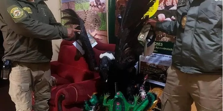 Anuncian controles “rigurosos” para prevenir el uso de plumas o partes de animales en la entrada de Ch’utillos en Potosí