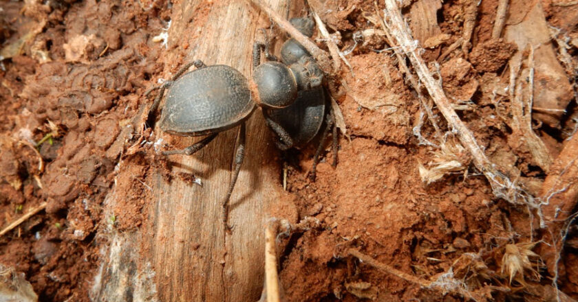 Zumbidos convertidos en cenizas: las consecuencias de los incendios en las poblaciones de insectos de Bolivia