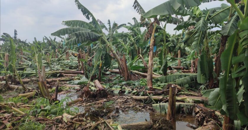 Vientos huracanados derriban 100 hectáreas de cultivos de banano de exportación en Chimoré