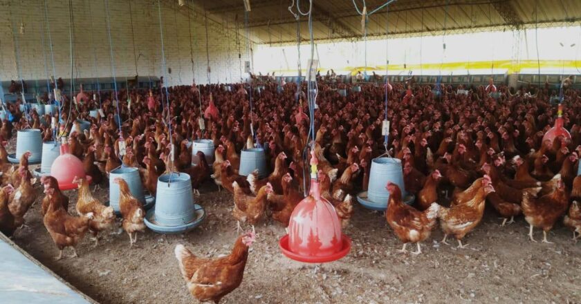 El complejo avícola de La Paz podría exportar pollo y sus derivados al mercado peruano