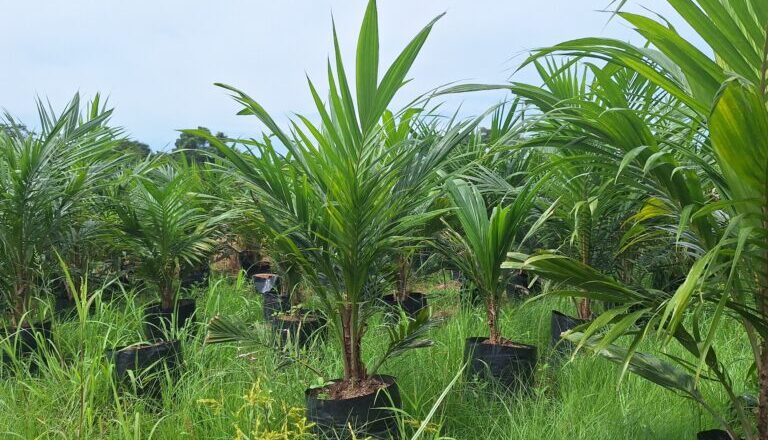 Entregan más de 8.000 plantines de palma aceitera en dos municipios de Beni