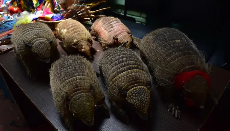 Autoridades decomisan quirquinchos taxidermizados y penachos de guacamaya en la Feria de Alasita