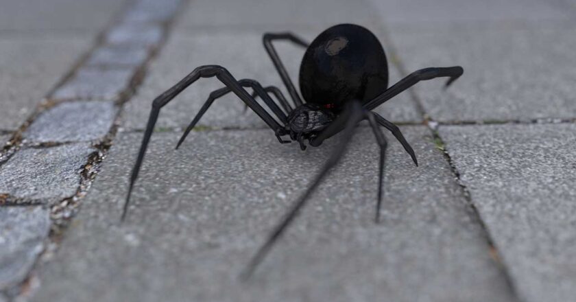 Niño de 11 meses sufre picadura de araña viuda negra en Oruro